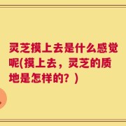 灵芝摸上去是什么感觉呢(摸上去，灵芝的质地是怎样的？)