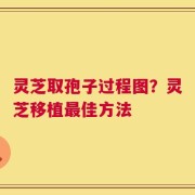 灵芝取孢子过程图？灵芝移植最佳方法
