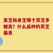 紫芝和赤芝哪个灵芝多糖高？什么品种的灵芝最贵