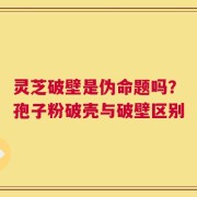 灵芝破壁是伪命题吗？孢子粉破壳与破壁区别