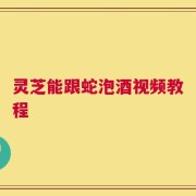 灵芝能跟蛇泡酒视频教程