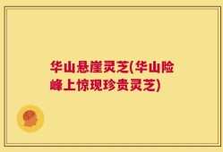 华山悬崖灵芝(华山险峰上惊现珍贵灵芝)