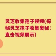 灵芝收集孢子视频(探秘灵芝孢子收集奥秘：直击视频展示)
