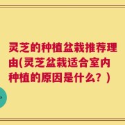 灵芝的种植盆栽推荐理由(灵芝盆栽适合室内种植的原因是什么？)
