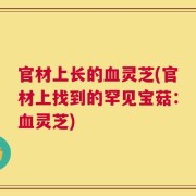 官材上长的血灵芝(官材上找到的罕见宝菇：血灵芝)