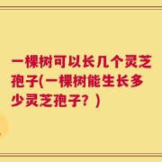 一棵树可以长几个灵芝孢子(一棵树能生长多少灵芝孢子？)