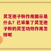 灵芝孢子粉作用图示是什么？已采集了灵芝孢子粉的灵芝功效作用怎样呢