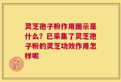 灵芝孢子粉作用图示是什么？已采集了灵芝孢子粉的灵芝功效作用怎样呢