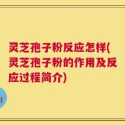 灵芝孢子粉反应怎样(灵芝孢子粉的作用及反应过程简介)