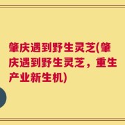 肇庆遇到野生灵芝(肇庆遇到野生灵芝，重生产业新生机)