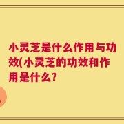 小灵芝是什么作用与功效(小灵芝的功效和作用是什么？