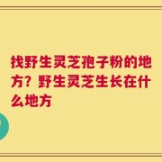 找野生灵芝孢子粉的地方？野生灵芝生长在什么地方