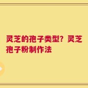 灵芝的孢子类型？灵芝孢子粉制作法