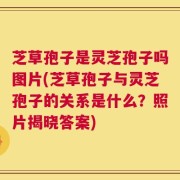 芝草孢子是灵芝孢子吗图片(芝草孢子与灵芝孢子的关系是什么？照片揭晓答案)