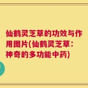 仙鹤灵芝草的功效与作用图片(仙鹤灵芝草：神奇的多功能中药)