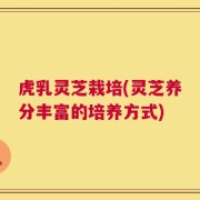 虎乳灵芝栽培(灵芝养分丰富的培养方式)