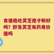 食道癌吃灵芝孢子粉好吗？野生灵芝有药用价值吗