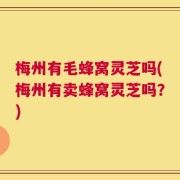 梅州有毛蜂窝灵芝吗(梅州有卖蜂窝灵芝吗？)