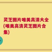 灵芝图片唯美高清大全(唯美高清灵芝图片合集)