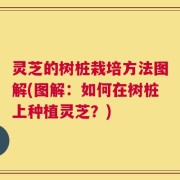 灵芝的树桩栽培方法图解(图解：如何在树桩上种植灵芝？)
