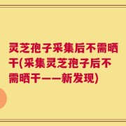 灵芝孢子采集后不需晒干(采集灵芝孢子后不需晒干——新发现)
