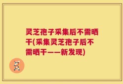 灵芝孢子采集后不需晒干(采集灵芝孢子后不需晒干——新发现)