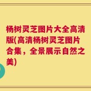 杨树灵芝图片大全高清版(高清杨树灵芝图片合集，全景展示自然之美)