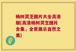 杨树灵芝图片大全高清版(高清杨树灵芝图片合集，全景展示自然之美)
