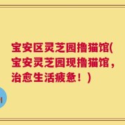 宝安区灵芝园撸猫馆(宝安灵芝园现撸猫馆，治愈生活疲惫！)