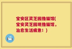 宝安区灵芝园撸猫馆(宝安灵芝园现撸猫馆，治愈生活疲惫！)