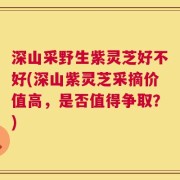 深山采野生紫灵芝好不好(深山紫灵芝采摘价值高，是否值得争取？)