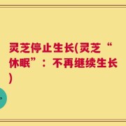 灵芝停止生长(灵芝“休眠”：不再继续生长)