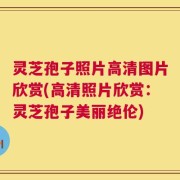 灵芝孢子照片高清图片欣赏(高清照片欣赏：灵芝孢子美丽绝伦)
