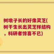 树墩子长的好像灵芝(树干生长出灵芝样结构，科研者惊喜不已)