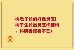 树墩子长的好像灵芝(树干生长出灵芝样结构，科研者惊喜不已)