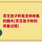 灵芝孢子粉是怎样收集的图片(灵芝孢子粉的采集过程)