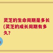 灵芝的生命周期是多长(灵芝的成长周期有多久？
