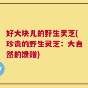好大块儿的野生灵芝(珍贵的野生灵芝：大自然的馈赠)