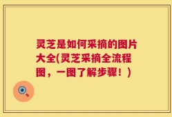 灵芝是如何采摘的图片大全(灵芝采摘全流程图，一图了解步骤！)
