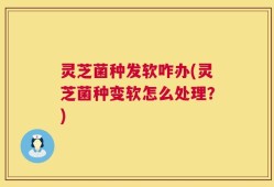灵芝菌种发软咋办(灵芝菌种变软怎么处理？)