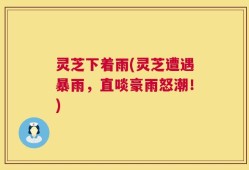 灵芝下着雨(灵芝遭遇暴雨，直啖豪雨怒潮！)