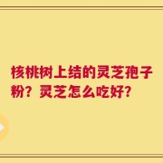 核桃树上结的灵芝孢子粉？灵芝怎么吃好？