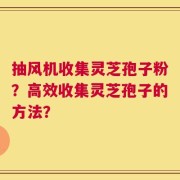 抽风机收集灵芝孢子粉？高效收集灵芝孢子的方法？