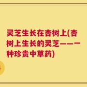 灵芝生长在杏树上(杏树上生长的灵芝——一种珍贵中草药)