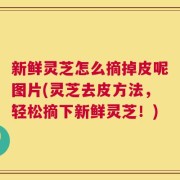新鲜灵芝怎么摘掉皮呢图片(灵芝去皮方法，轻松摘下新鲜灵芝！)