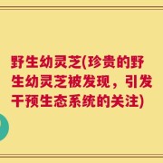 野生幼灵芝(珍贵的野生幼灵芝被发现，引发干预生态系统的关注)