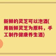 新鲜的灵芝可以泡酒(用新鲜灵芝为原料，手工制作健康养生酒)