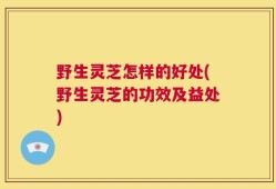 野生灵芝怎样的好处(野生灵芝的功效及益处)