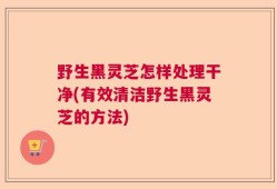 野生黑灵芝怎样处理干净(有效清洁野生黑灵芝的方法)