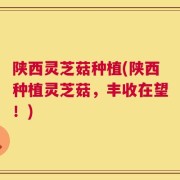 陕西灵芝菇种植(陕西种植灵芝菇，丰收在望！)